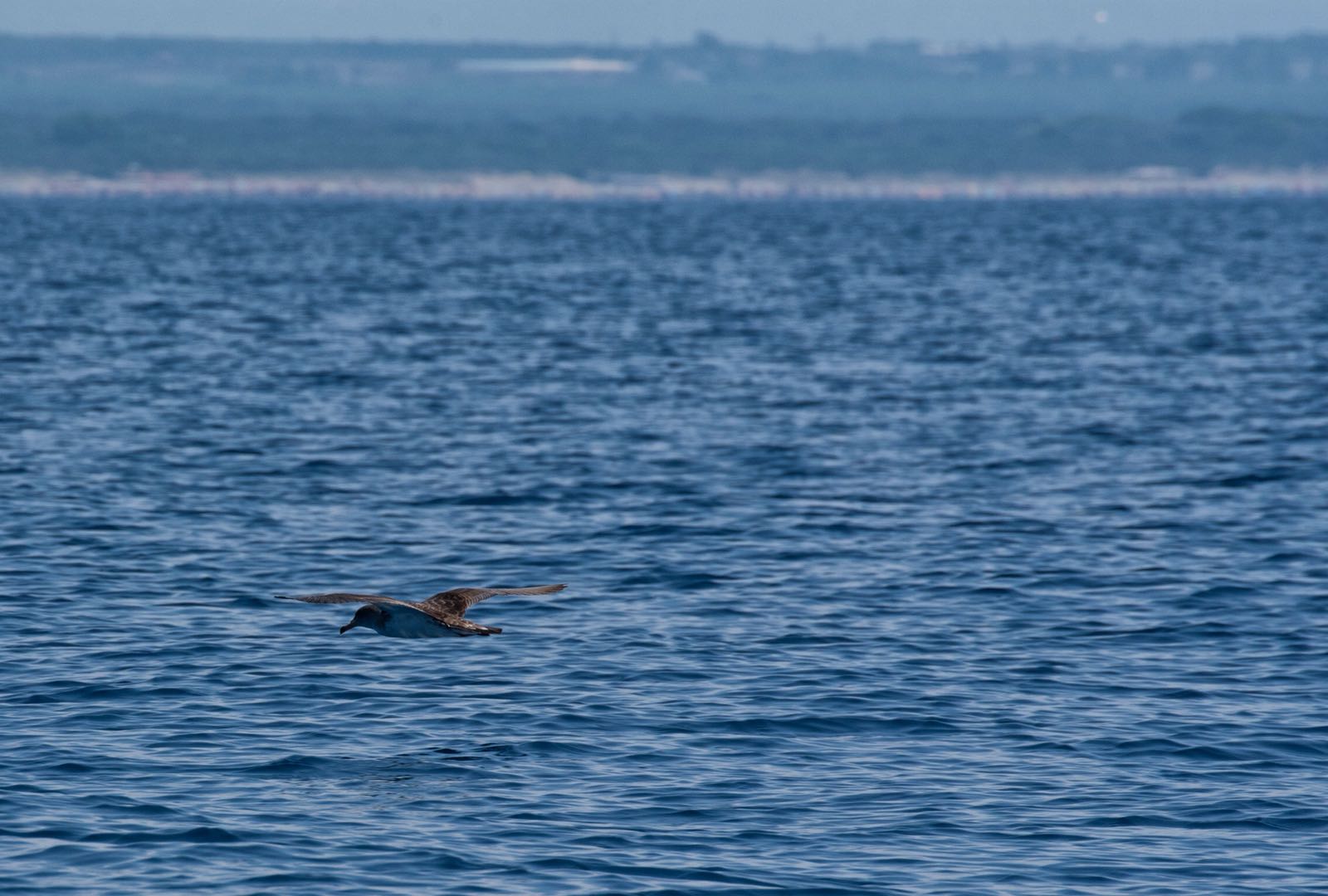 La berta maggiore, una specie simbolo del nostro mare